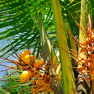 棕榈叶背景的椰子图片