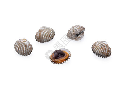 海鲜贝壳坚硬的高清图片素材