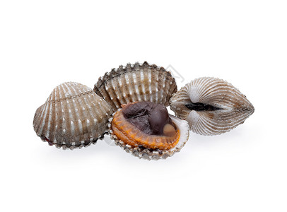 海鲜贝壳新鲜度高清图片素材