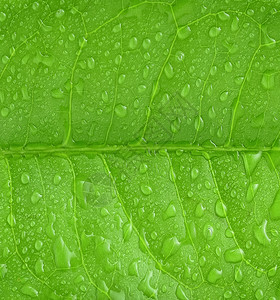 绿色茶叶加上一滴水图片