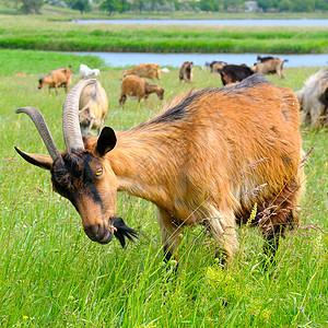 一头家庭山羊在牧场农村地貌和宠物上放牧图片