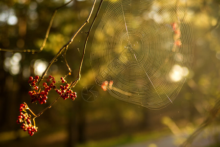 蜘蛛网在有浆果的灌丛上图片