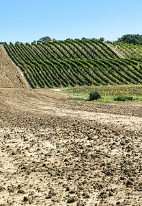 葡萄园排成行耕地土壤意大利葡萄园农场景观图片