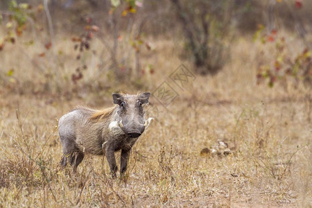 毕加猪保护博茨瓦纳高清图片