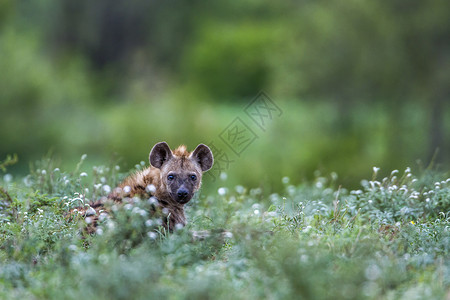 在非洲南部的Kruge公园发现hyaen图片素材