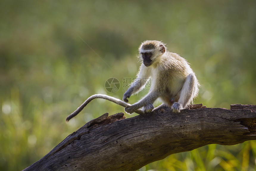 南非洲Mapungbwe公园的杂草猴子图片