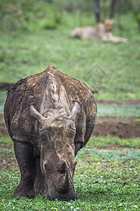 南部非洲Kruge公园南方白犀牛高清图片