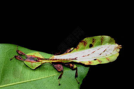 树叶昆虫罕见的自然奇观图片