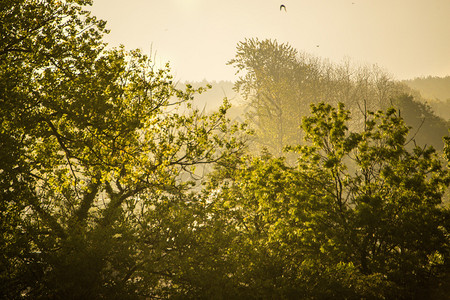 与雾和鸟儿同在的早晨图片