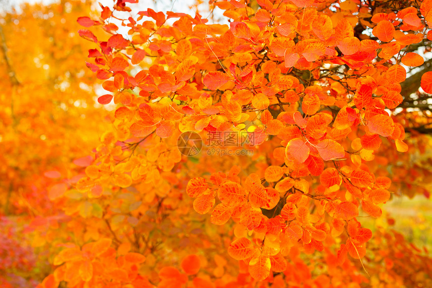 日落时美丽的秋天树聚焦于前景图片