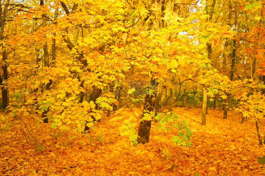 日落时美丽的秋天森林聚焦于前景图片