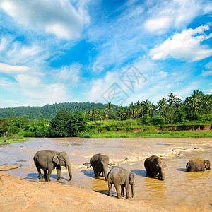 大象在斯里兰卡丛林河中洗澡图片