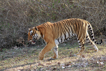 虎豹公园喀拉塔卡图片