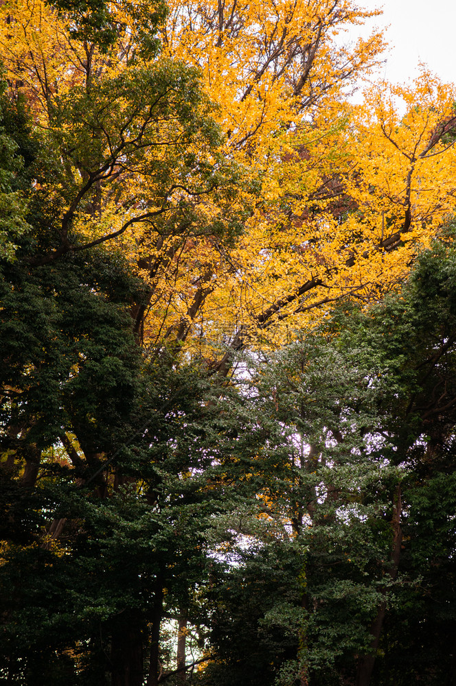 秋天黄叶金果树和明治青绿林图片