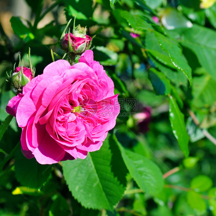美丽的玫瑰背景绿色叶子在夏季花园图片