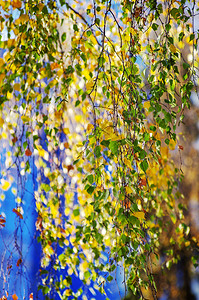 秋天清晨的黄色树叶图片