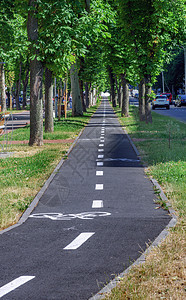 城市街道的树下有自行车道图片