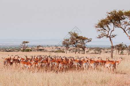 肯尼亚动物大迁徙在大迁徙期间非洲坦沙尼亚野生动物旅行的热带草原雨林保留区中背景