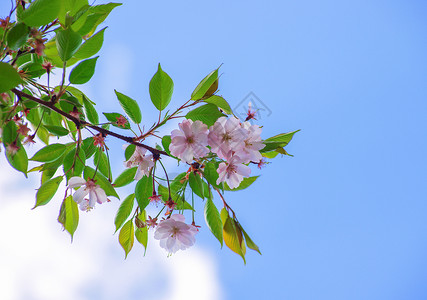 粉红萨库拉樱花图片