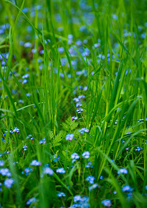春草地上的鲜花图片