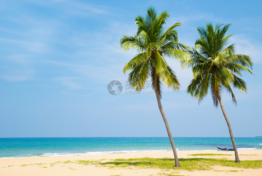 天空背景上的椰子树图片