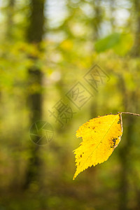 以温暖阳光明媚的颜色喷洒秋天黄蜂叶图片