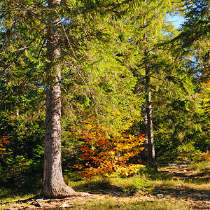 秋天的森林衰落和狡猾树木徒步足迹图片