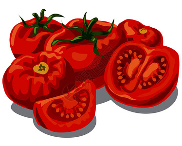 番茄叶番茄插画