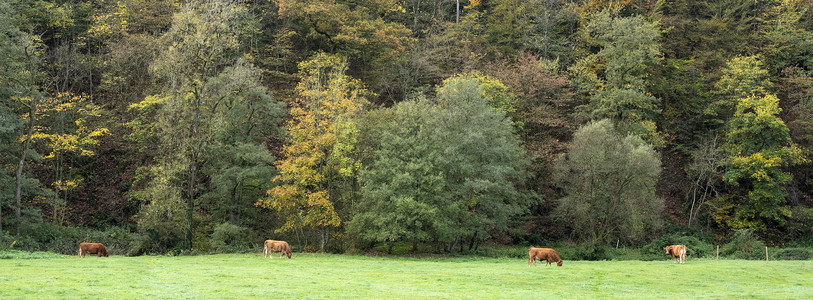 四辆棕色豪华轿车在秋落的草地上图片