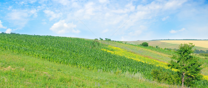 绿色地和蓝天空农业景观宽广的照片图片