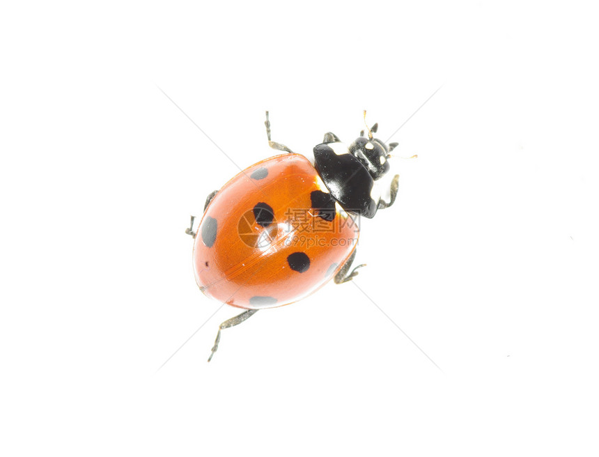 在白色上孤立的ladybug图片