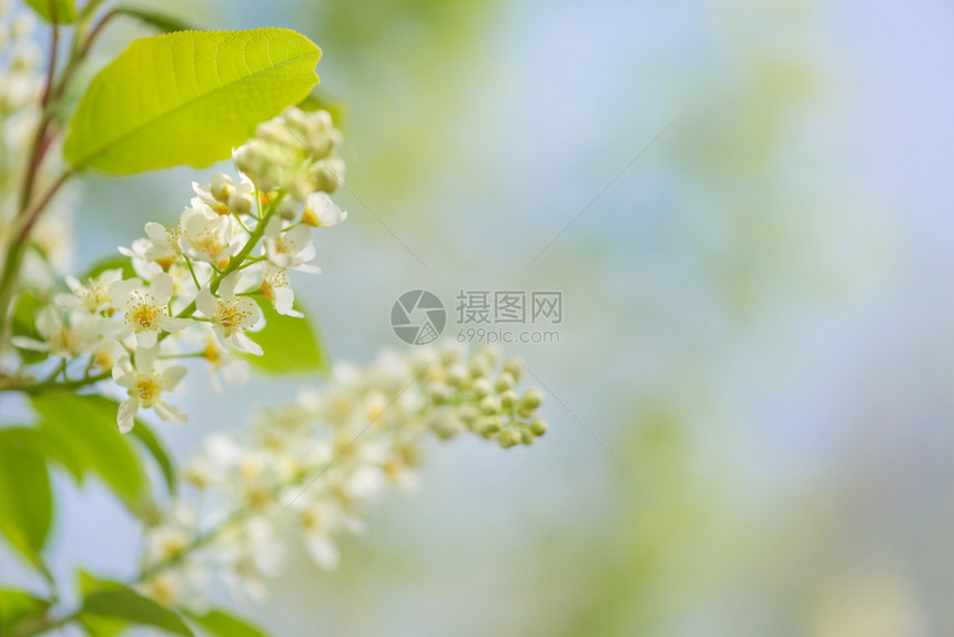 在阳光明媚的清晨与蓝色天空温柔自然背景与复制空间图片