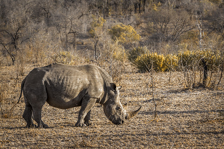 南部非洲Kruge公园南方白犀牛高清图片