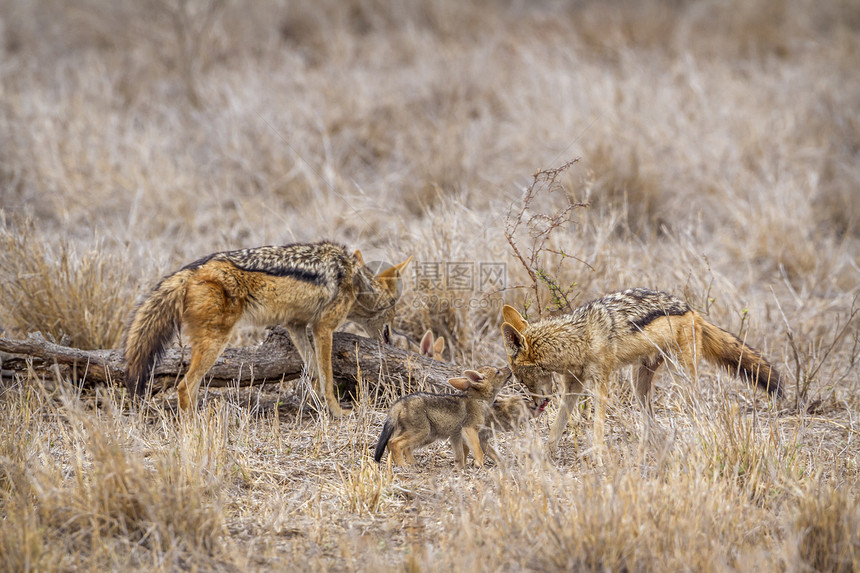在非洲南部公园的胡狼图片