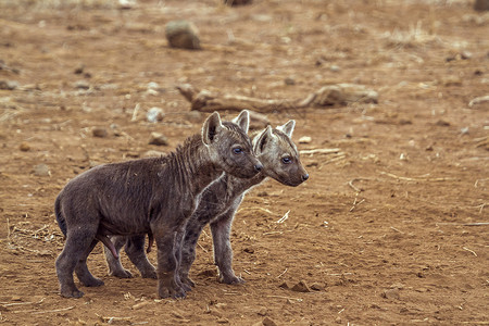 在非洲南部的Kruge公园发现hyaen高清图片