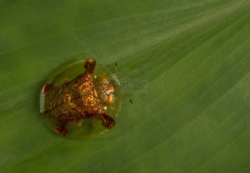 乌龟甲虫罗拿瓦拉马哈施特印地安图片