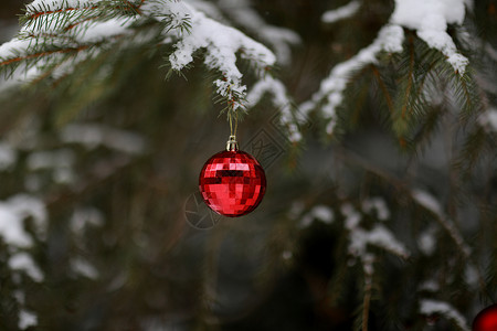 圣诞舞会树上挂着园林圣诞快乐新年有选择的焦点图片