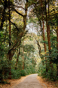 在Meijngu神庙公园大林间小空和平路东京绿地图片