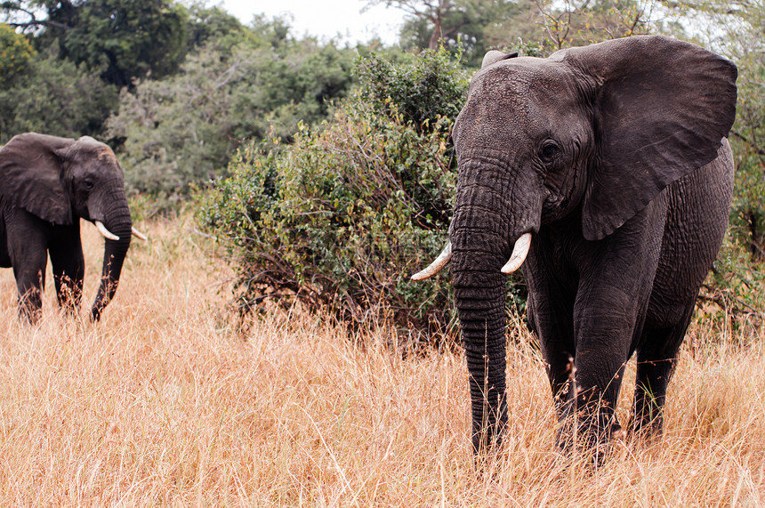非洲大型象群聚集在金草地的中在甘露提保留地在坦萨尼亚的Serngti热带草原森林非洲野生动物考察旅行图片