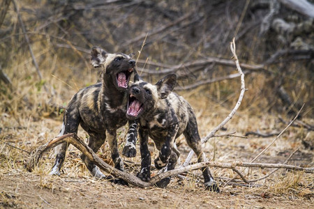 非洲公园的两只豹狗在决斗图片