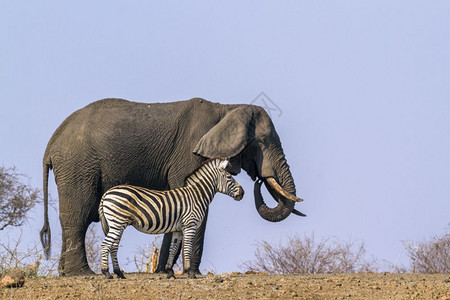 非洲南部kruge公园的斑马平原和非洲灌木大象图片
