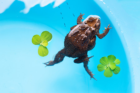 在水中的青蛙背景图片