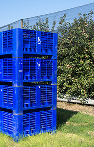 苹果园里的大蓝箱在工业农场里采摘苹果种植和收获苹果的概念图片