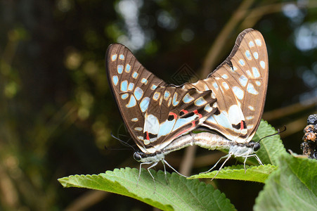 普通的公羊蝴蝶石美照相尼拉马哈施特印地安高清图片