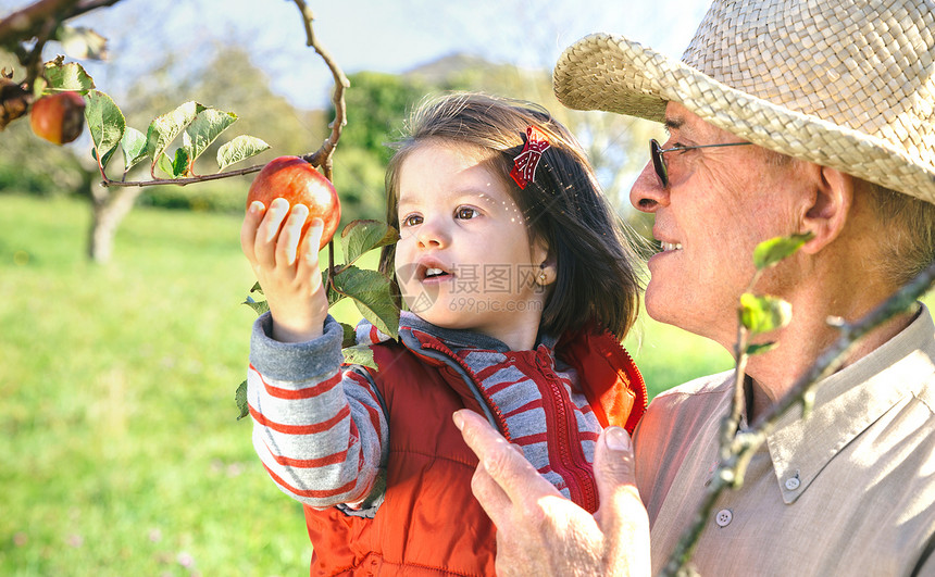 在阳光明媚的秋天摘下新鲜有机苹果祖父母和孙辈的闲暇时间概念图片