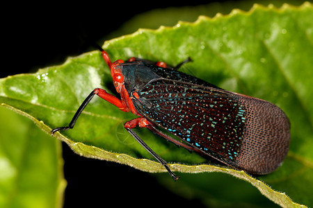 灯笼苍蝇卡利达萨拉纳塔阿金贝卡纳塔因迪亚高清图片