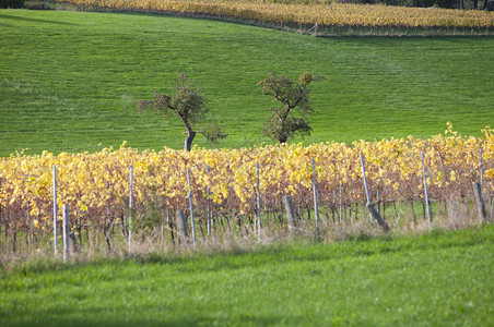 秋天南林堡杜特奇省荷兰河内地的草果树和黄叶葡萄栽培高清图片素材