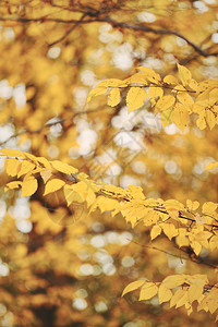 秋天风景森林色阳光明媚的一天有红树叶背景选择焦点图片