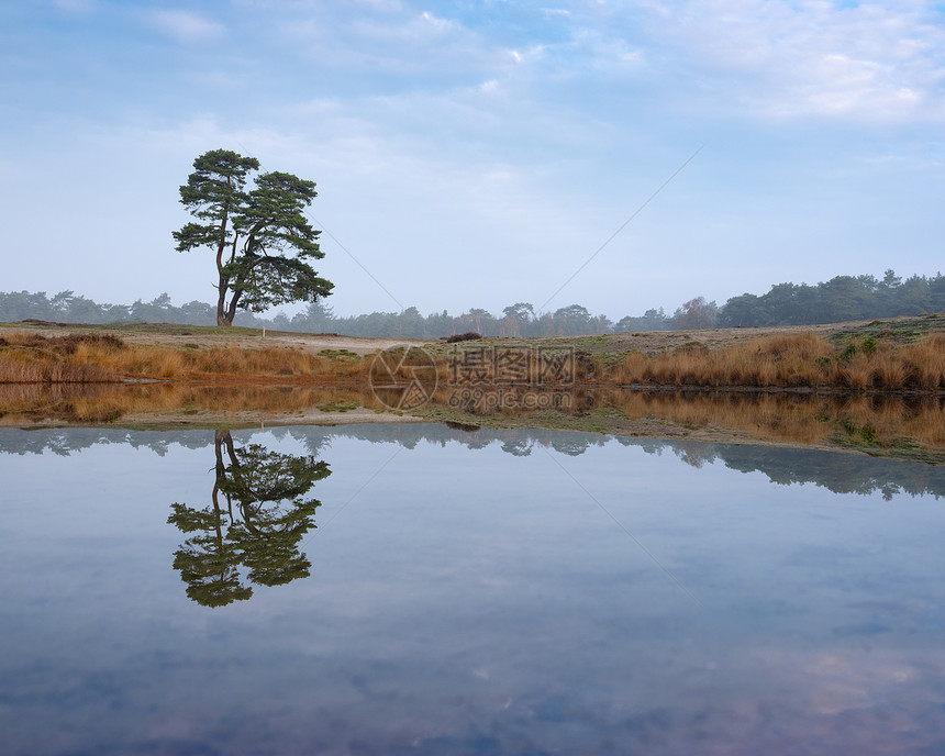 单松树反映在池塘水中热泽西人附近图片