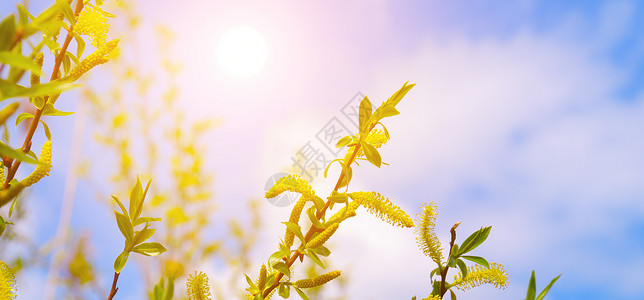春背景阴户柳树枝猫皮和太阳宽阔的照片高清图片